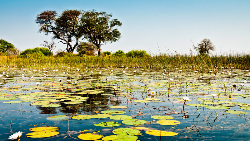 Chuyển hàng hóa từ BOTSWANA về Việt Nam nhanh chóng