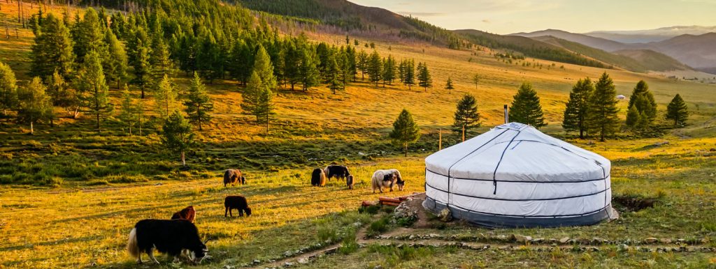 Chuyển hàng tiết kiệm từ MONGOLIA về Việt Nam nhanh chóng, đảm bảo